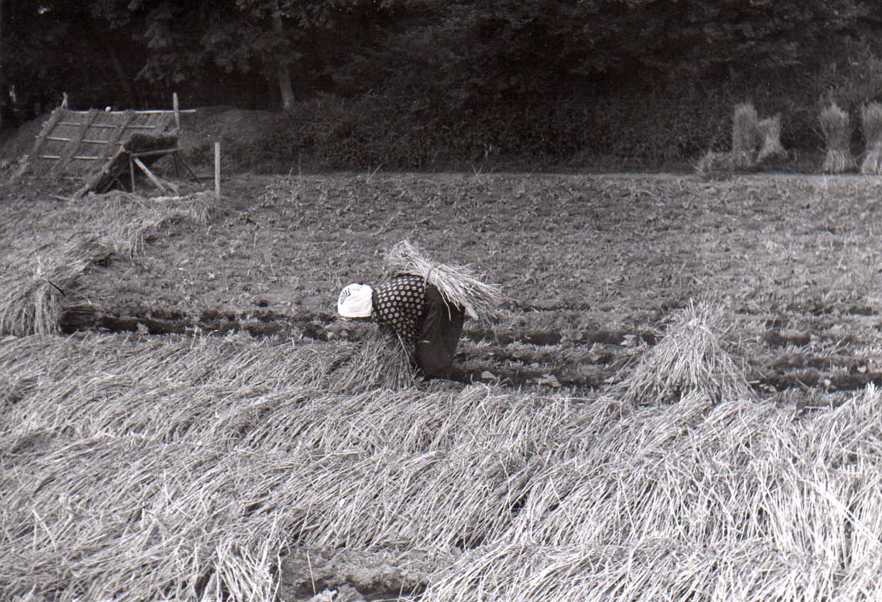 Image 67